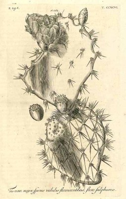 Opuntia dillenii - Ilustração 1732