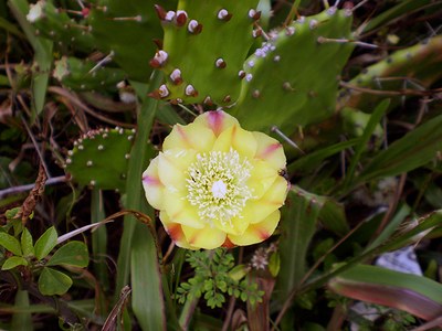 Opuntia monacantha - Canto das Flores 4