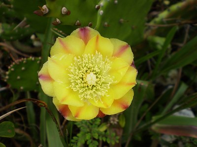 Opuntia monacantha - Canto das Flores 5