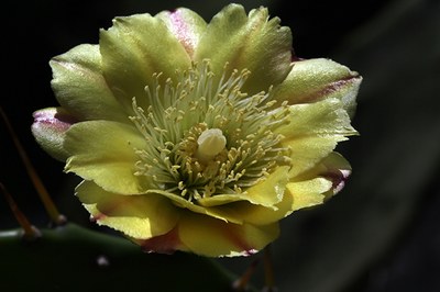 Opuntia monacantha - Canto das Flores 8