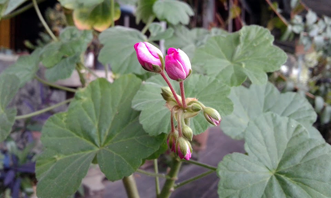 Pelargonium x hortorum - Canto das Flores 4