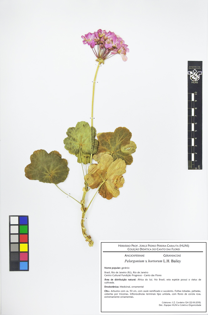 Pelargonium x hortorum - Exsicata
