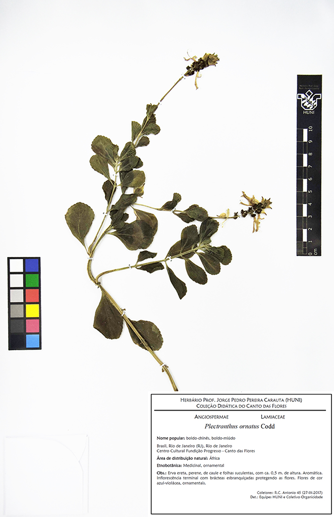 Plectranthus ornatus - exsicata