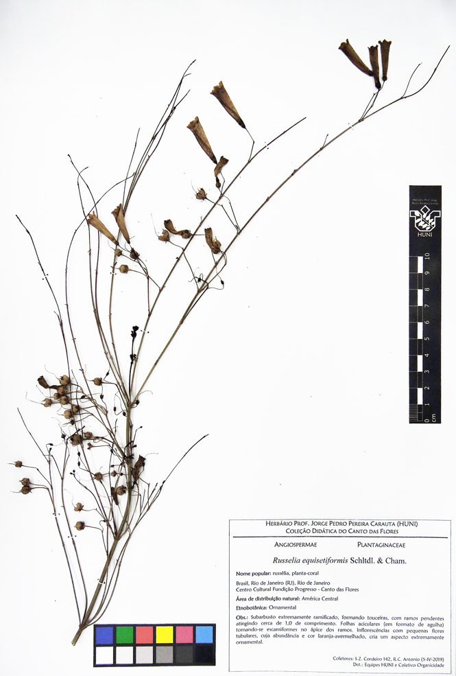 Russelia equisetiformis - Exsicata