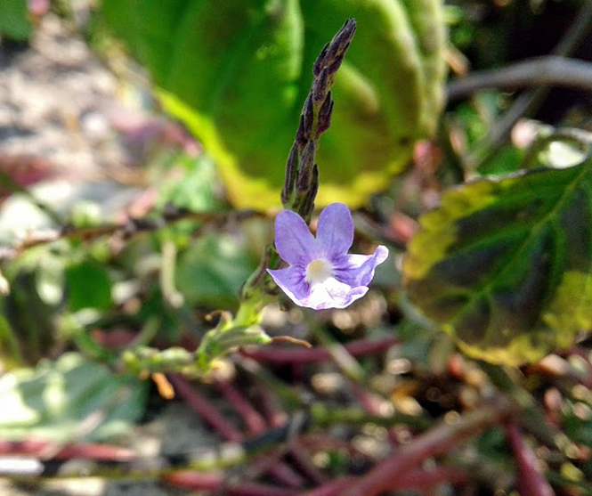 Stachytarpheta cayennensis - Canto das Flores 5
