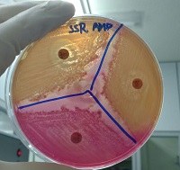 Coleção reúne bactérias de origem alimentar resistentes a antibióticos