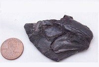 Ex-aluno da UNIRIO participa de pesquisa internacional com cérebro fossilizado de peixe de 319 milhões de anos