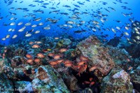 Pesquisador da UNIRIO participa de expedição no arquipélago de São Tomé, África
