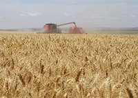Pesquisadores da UNIRIO desenvolvem estudo que valida qualidade do trigo nacional