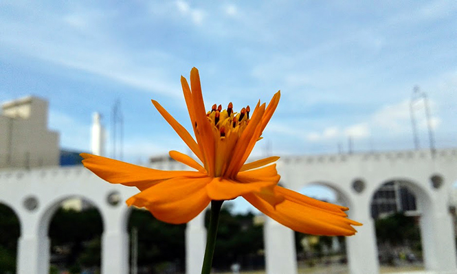 Cosmos sulphureus - Canto das Flores 2