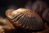 Catálogo Taxonômico da Fauna do Brasil