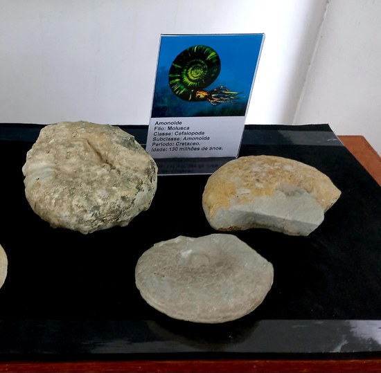 Fossil molusco