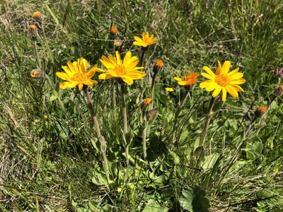 Arnica montana - Jason Grant Arnica montana - Jason Grant