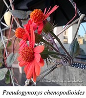 Pseudogynoxys chenopodioides - prancha Pseudogynoxys chenopodioides - prancha