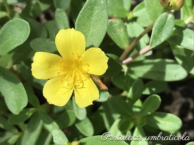 Portulaca umbraticola