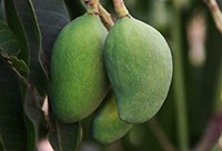 mangifera indica-l