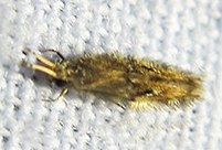 Insetos neotropicais