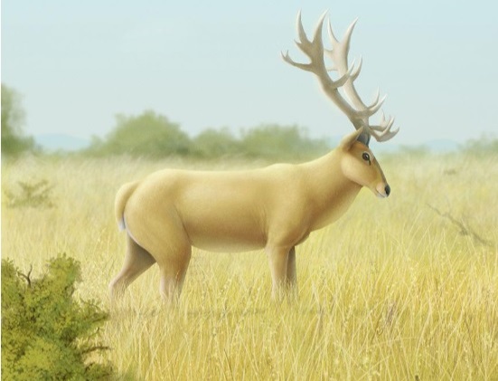 A dieta do cervídeo gigante