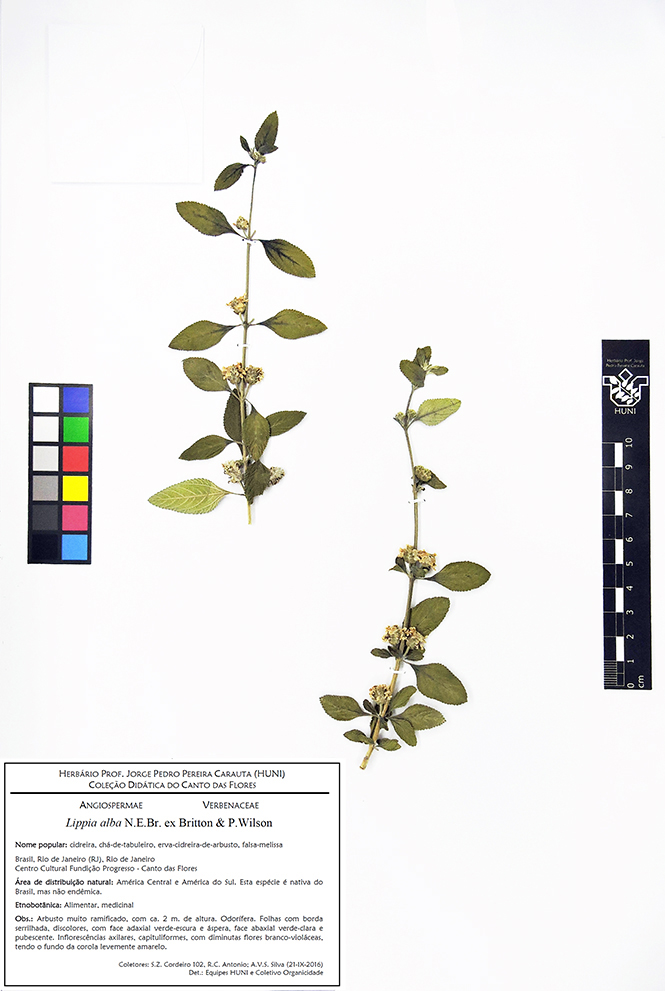 Lippia alba - Exsicata