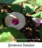 Ipomoea batatas - prancha