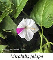 Mirabilis jalapa - prancha