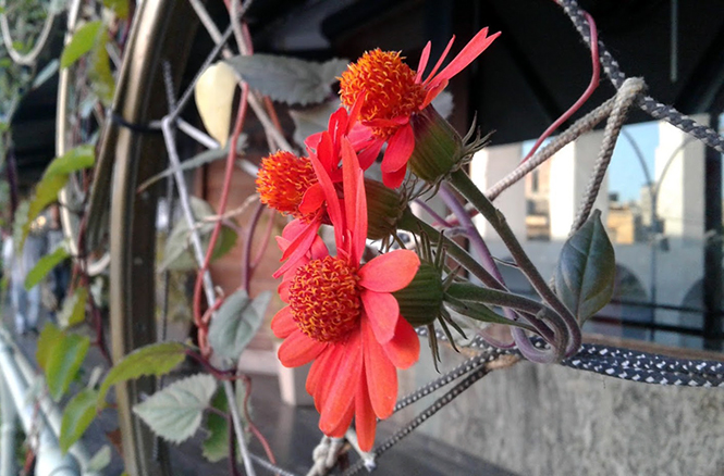 Pseudogynoxys chenopodioides - Canto das Flores 9 Pseudogynoxys chenopodioides - Canto das Flores 9