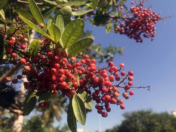 Aroeira - Schinus terebinthifolia - Canto das Flores 7