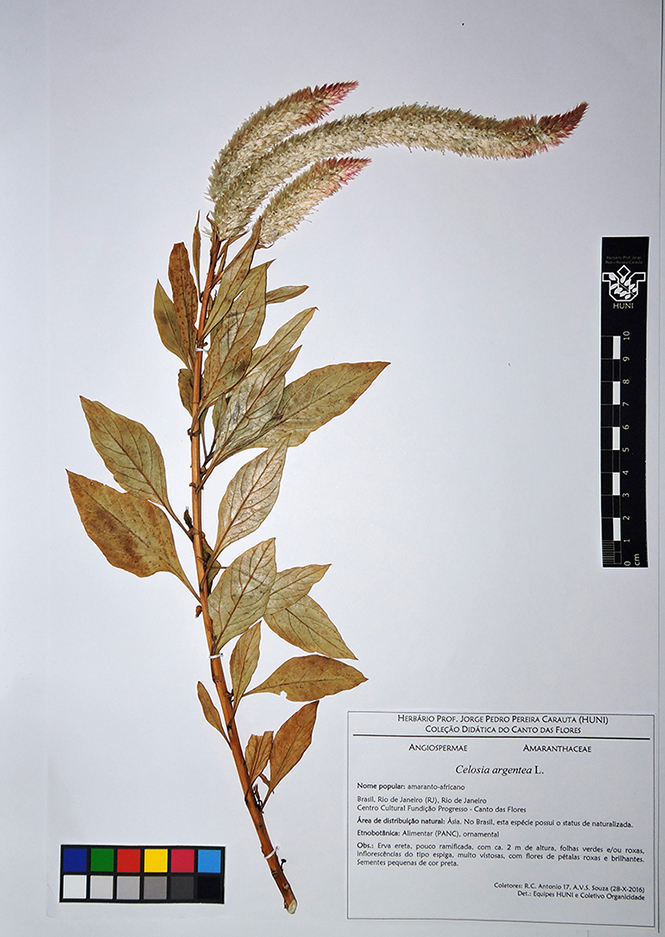 Celosia argentea L. - exsicata