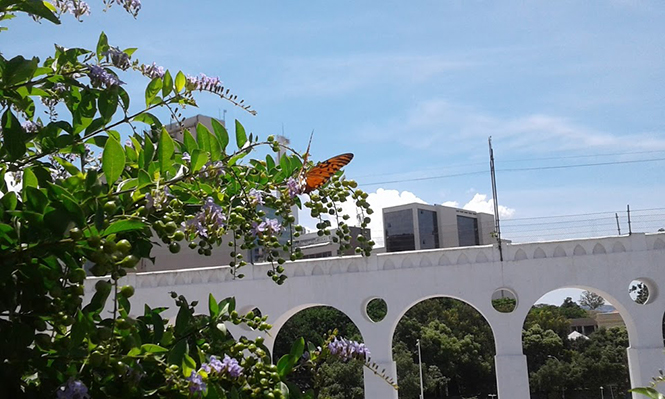 Duranta erecta - Canto das Flores 1