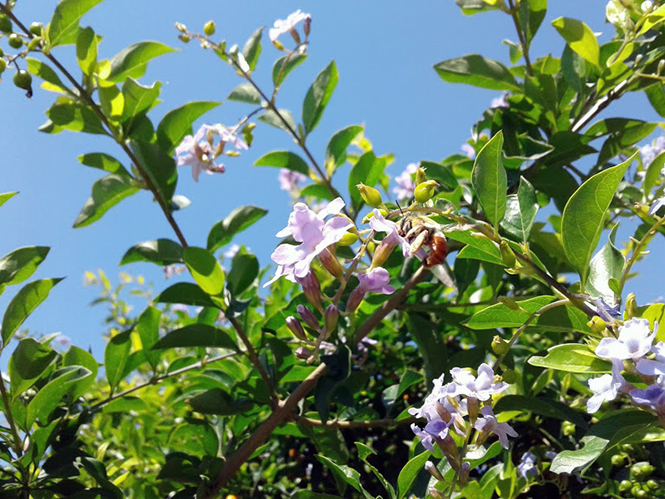 Duranta erecta - Canto das Flores 3