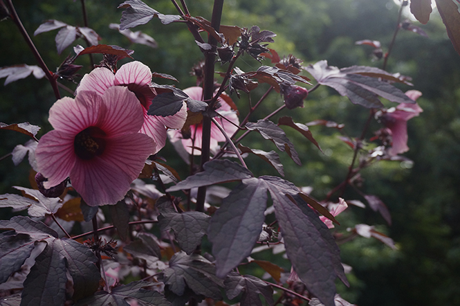 Hibiscus acetosella - Canto das Flores 5