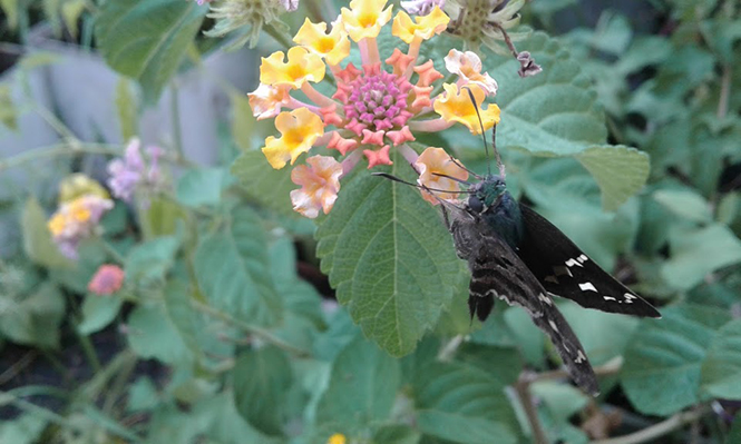 Lantana camara - Canto das Flores 4
