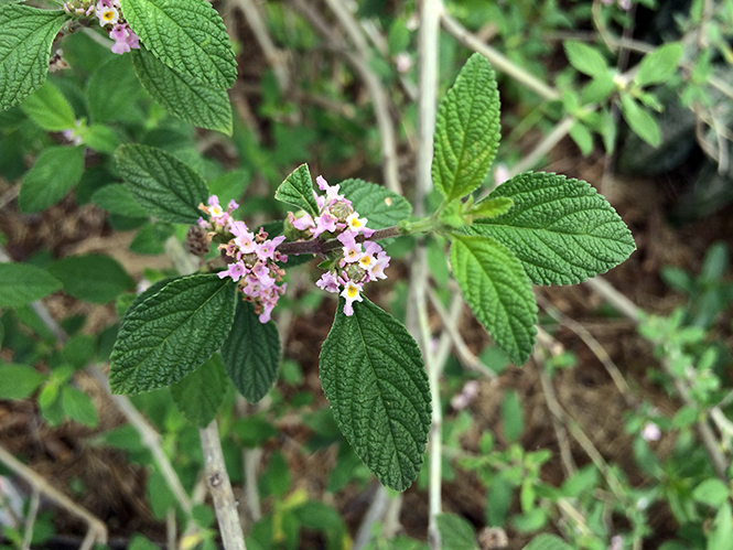 Lippia alba - Canto das Flores 1
