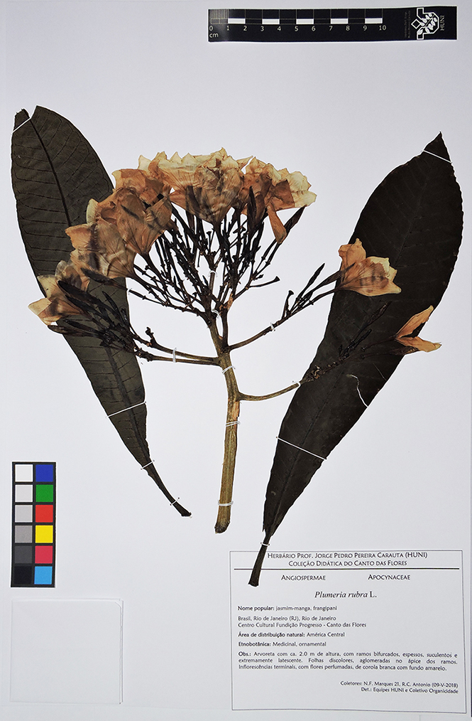 Plumeria rubra - exsicata