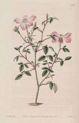 Rosa chinensis - ilustração