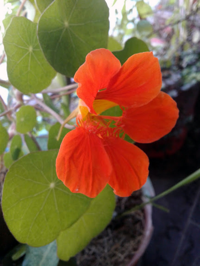 Tropaeolum majus - Canto das Flores 6