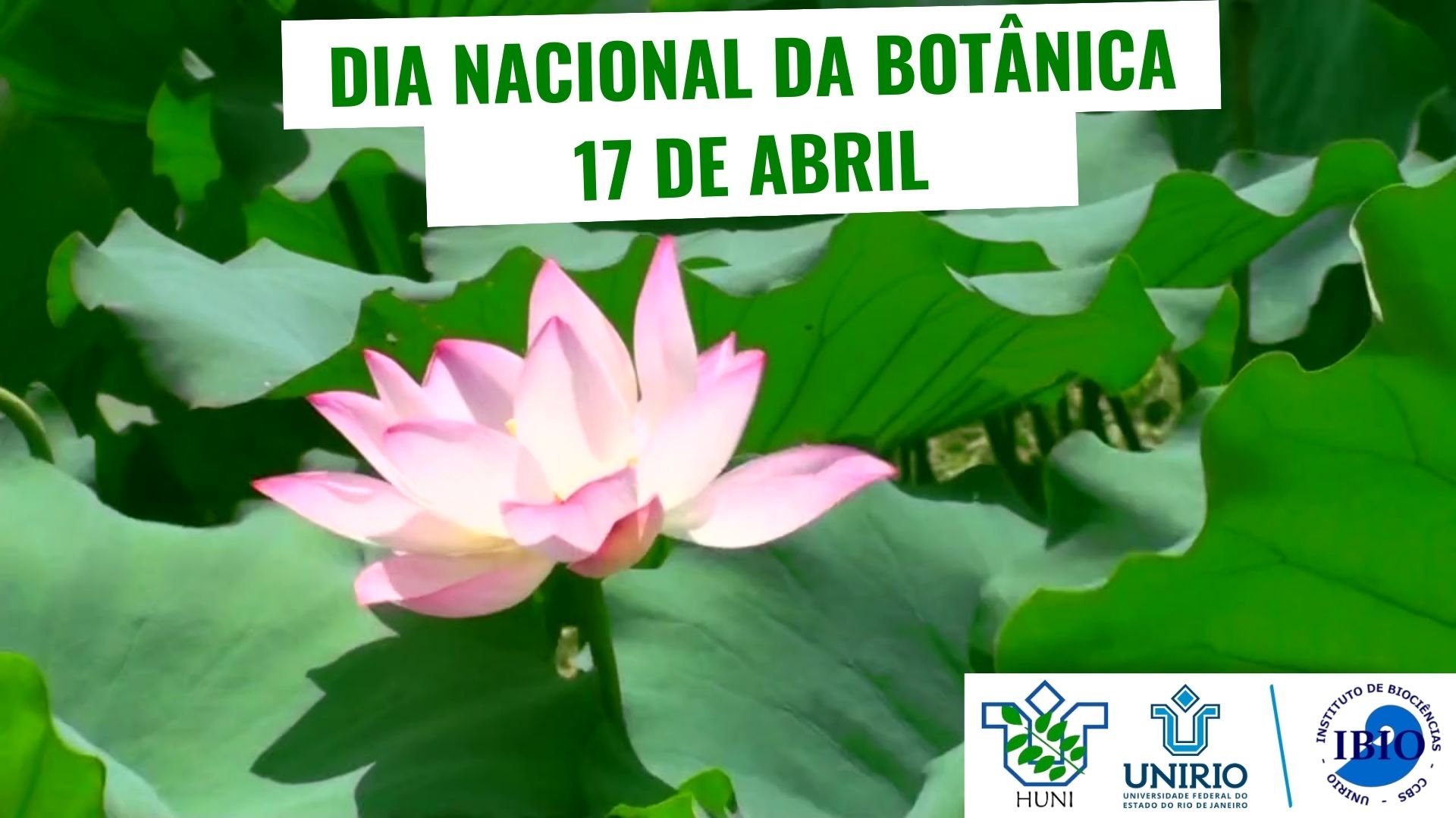 Dia Nacional da Botânica - Herbário Prof. Jorge Pedro Pereira Carauta - HUNI