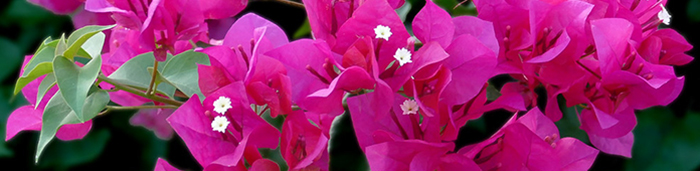 Bougainvillea - recorte
