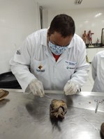 Projeto de Anatomia desenvolvido na UNIRIO e na FAF MG como instituição parceira