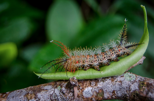 Exposição no Ibio retrata fauna e flora dos morros do Pão de Açúcar e da Urca