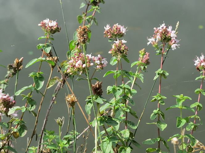 Origanum vulgare - Canto das Flores 6