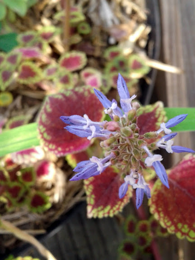 Plectranthus scutellarioides - Canto das Flores 1