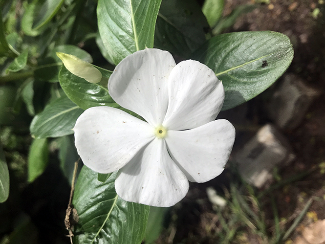 Catharanthus roseus - Canto das Flores 1