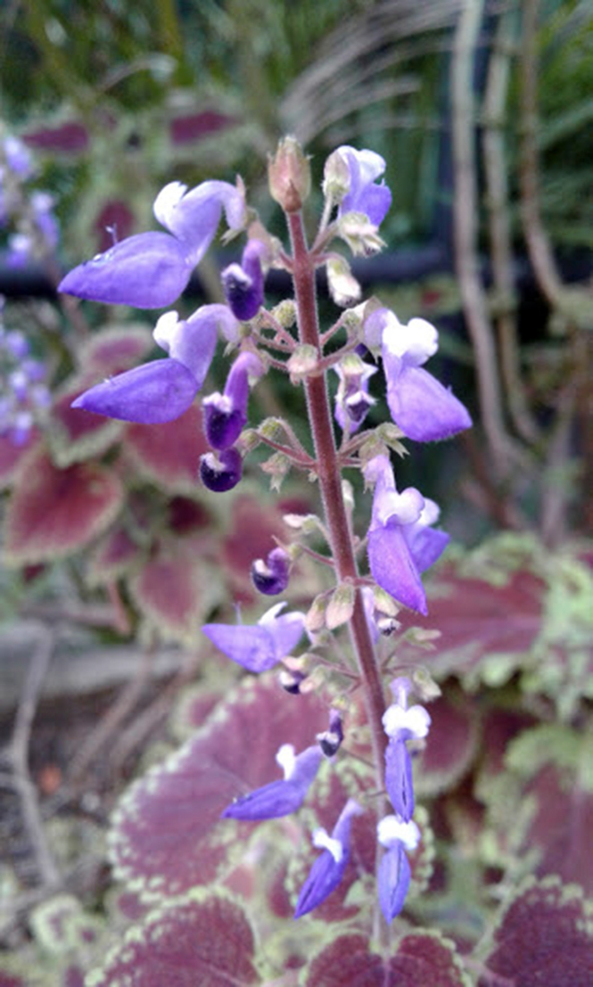 Plectranthus scutellarioides - Canto das Flores 2
