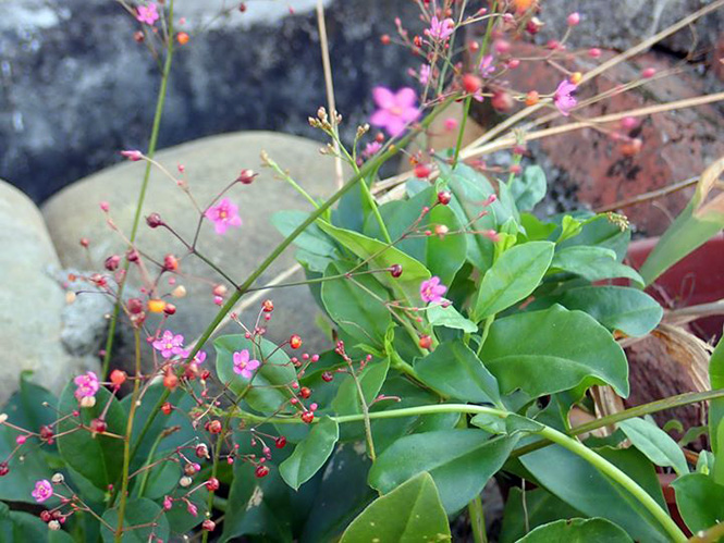 Talinum paniculatum - 陳度度 Talinum paniculatum - 陳度度