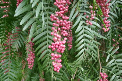 Schinus molle - Bergheu Schinus molle - Bergheu