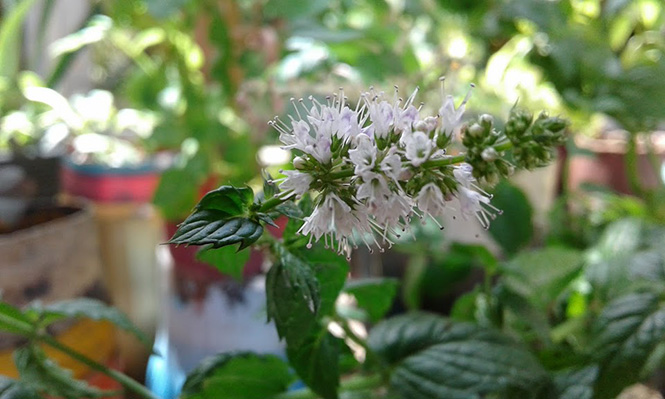 Mentha spicata - Canto das Flores 9 Mentha spicata - Canto das Flores 9