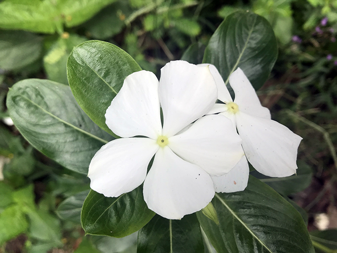 Catharanthus roseus - Canto das Flores 2