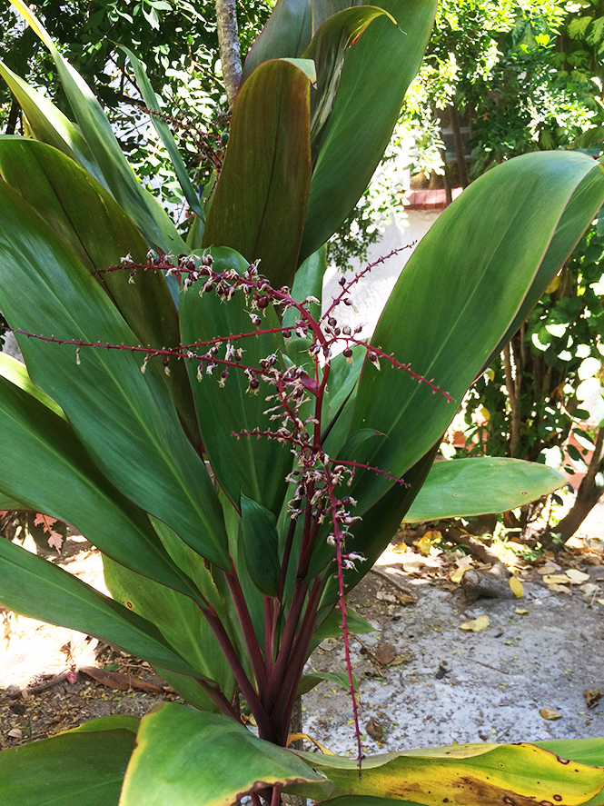 Cordyline fruticosa - Canto das Flores 1