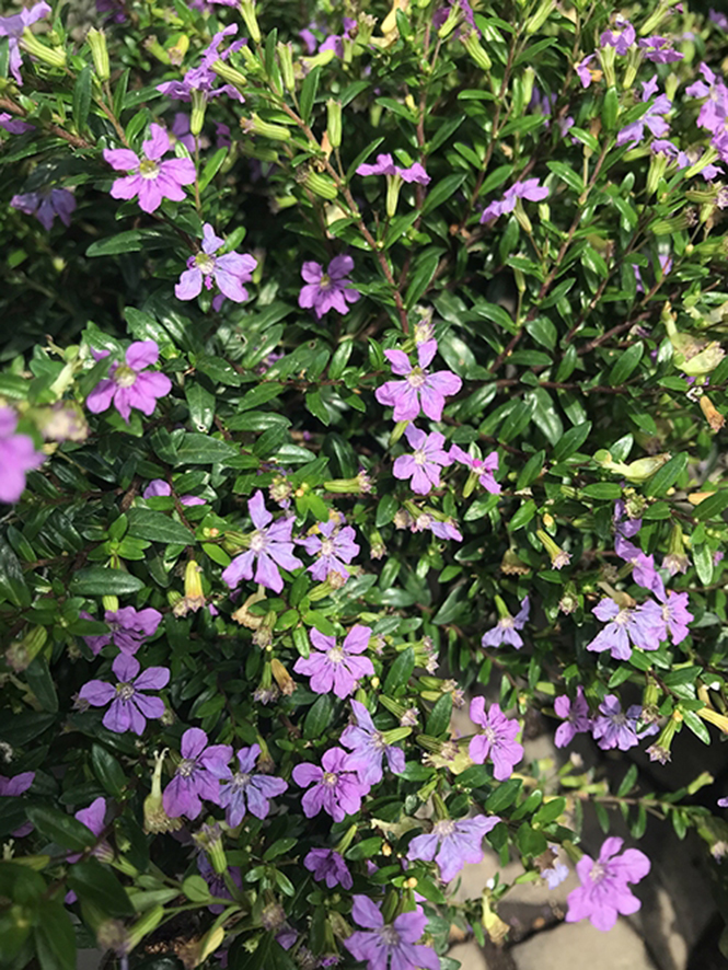 Cuphea hyssopifolia - Canto das Flores 1